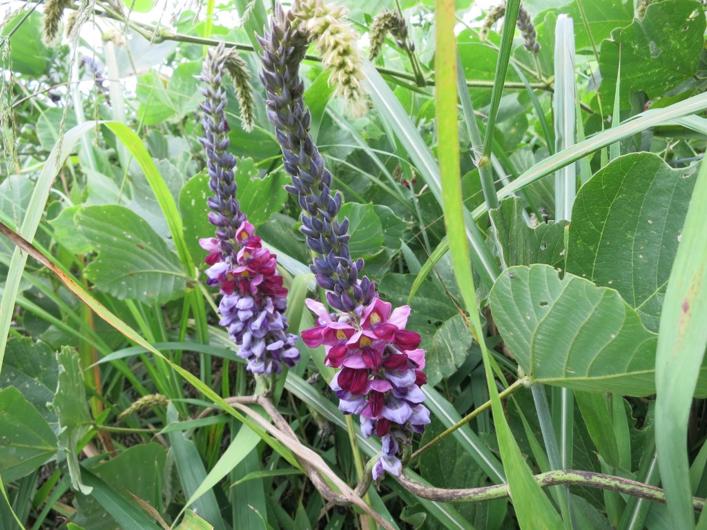 葛 クズ の花 お茶芽ブログ