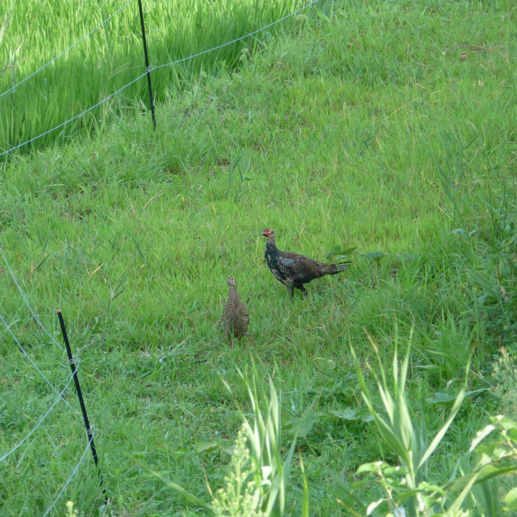 P1020455雉（キジ）の夫婦とドングリ（クヌギ）