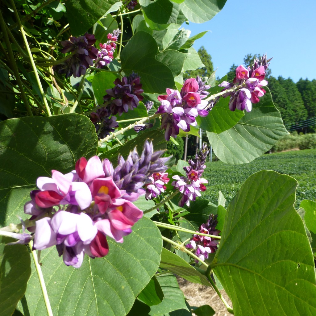 P1020745秋の七草　葛の花