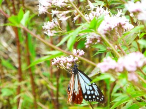 P1030016アサギマダラ