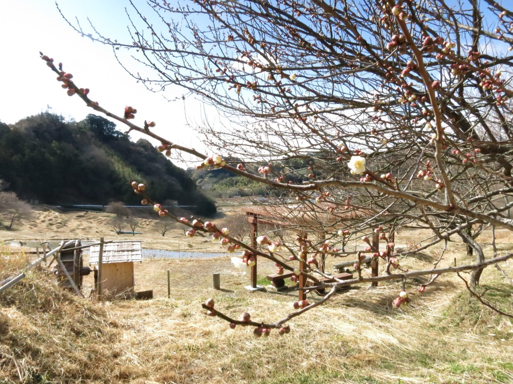 梅の花ちらほら