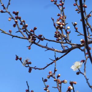 P1030591梅の開花