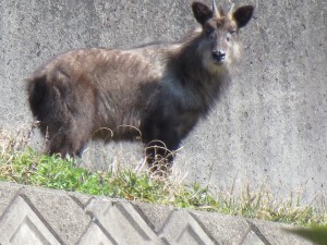 ニホンカモシカ