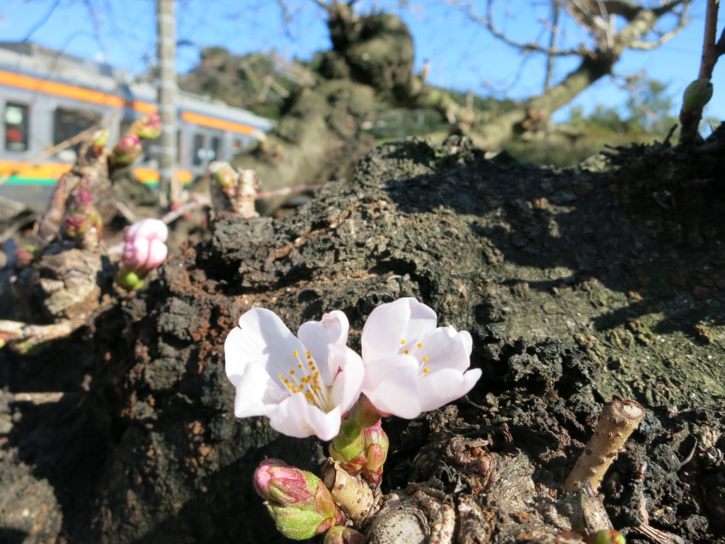 桜咲く