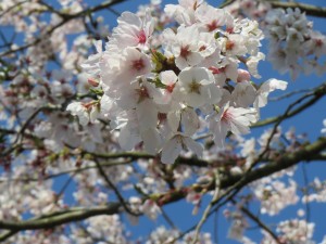 桜満開