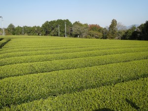 新芽は順調に