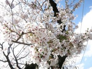 桜満開