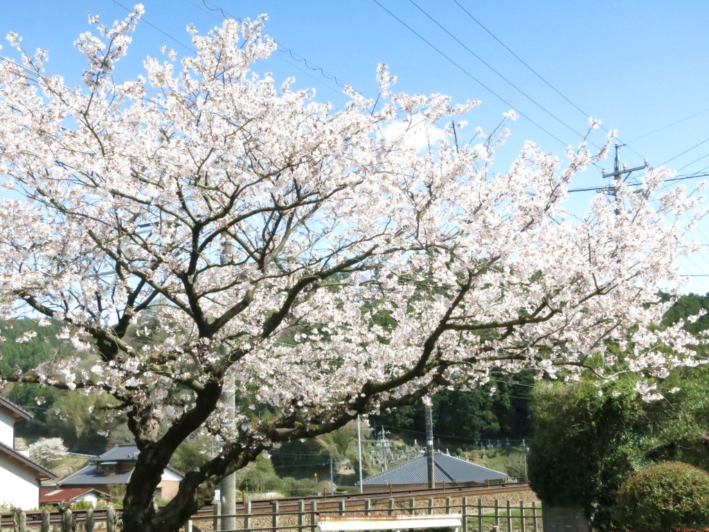 桜満開