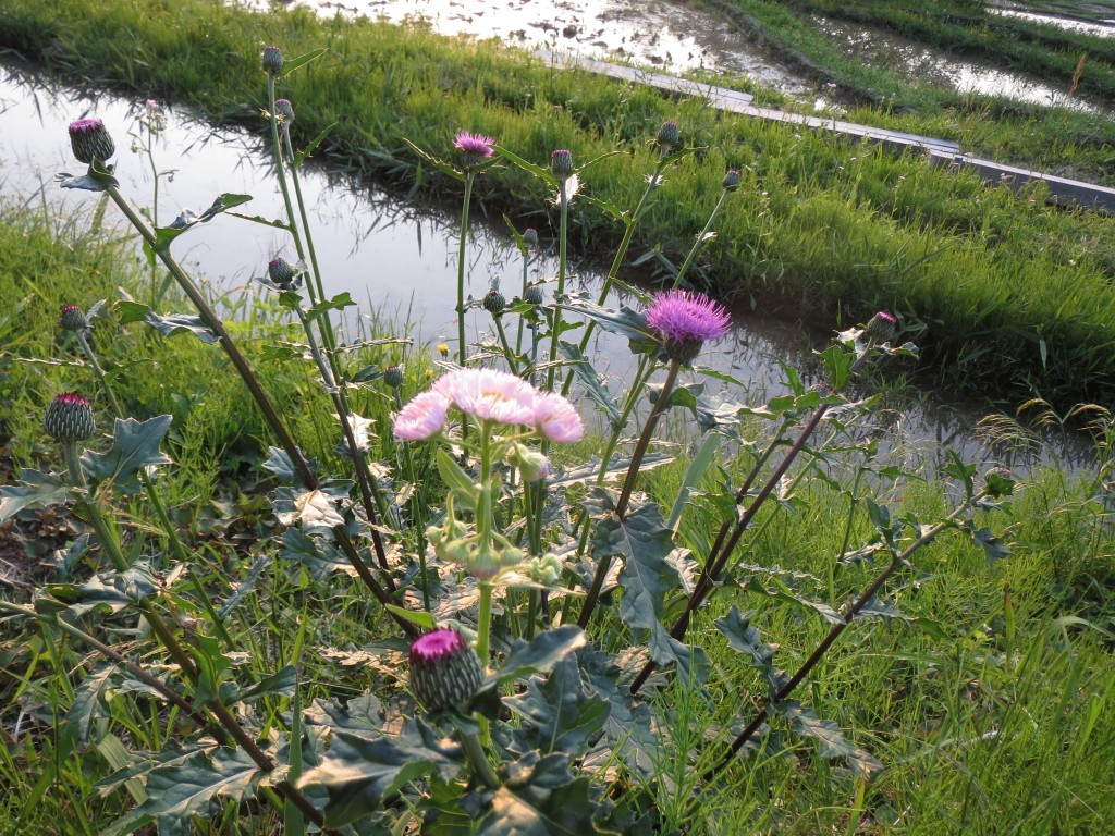 野薊と春紫苑