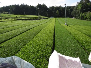 お茶刈り最終日