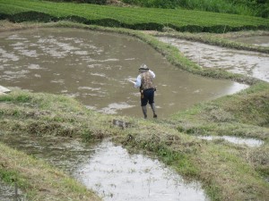 オーナー田の確認