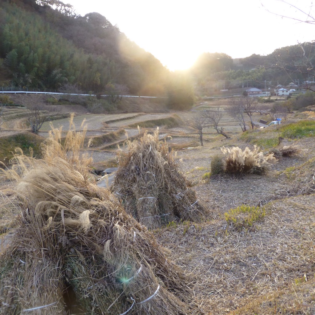 茶草場2013.12.06