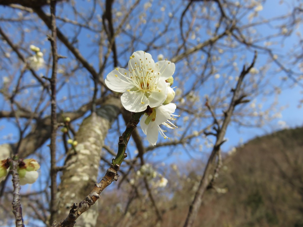 梅の開花１