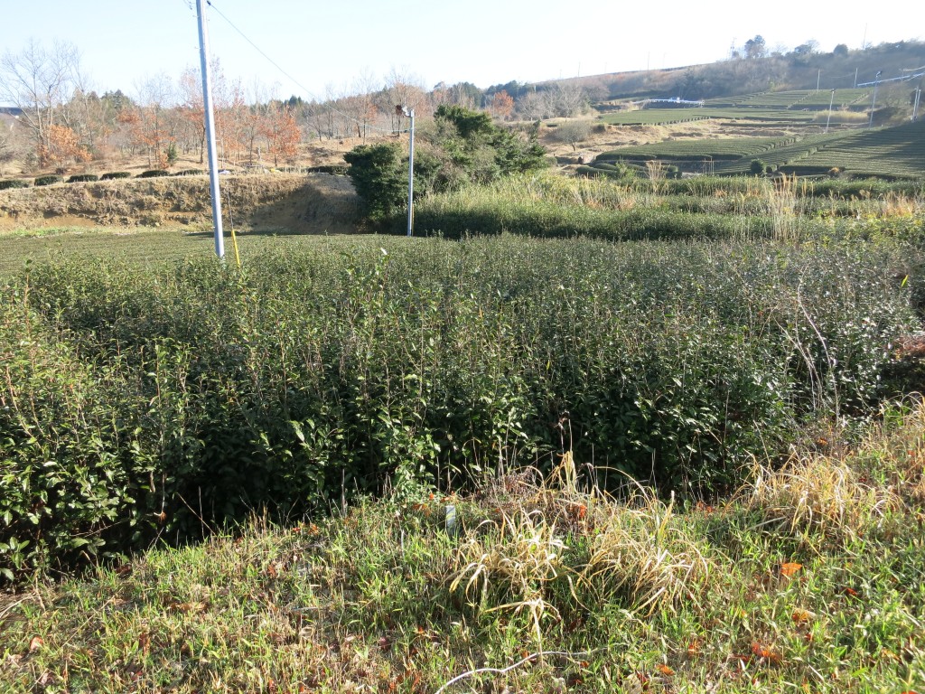 荒廃茶園