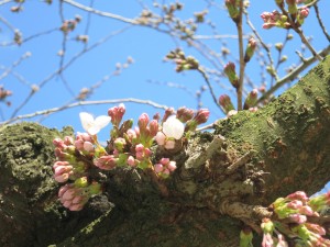 桜の開花２