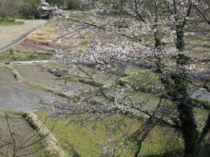 棚田の桜