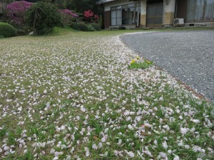 庭の桜２