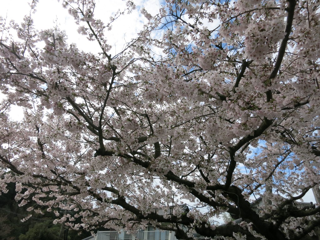 庭の桜3
