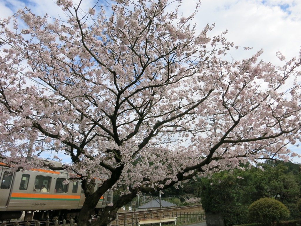 庭の桜１