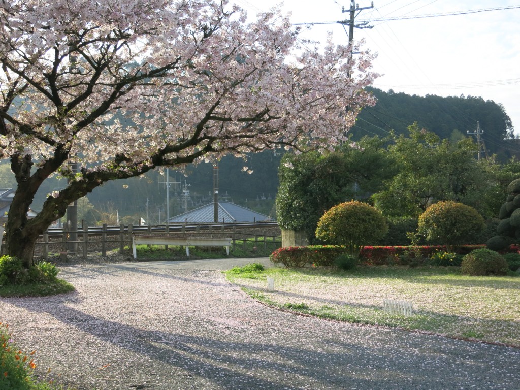 庭は桜色１