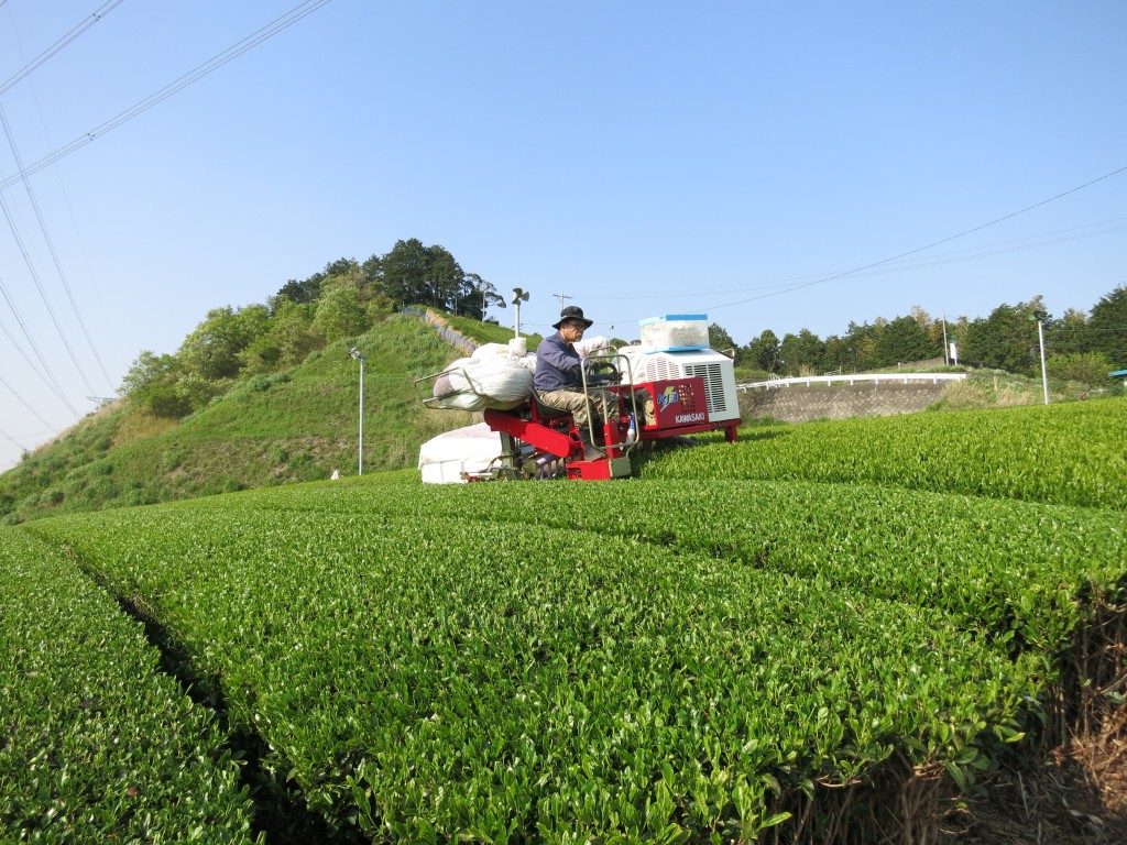 お茶刈り風景