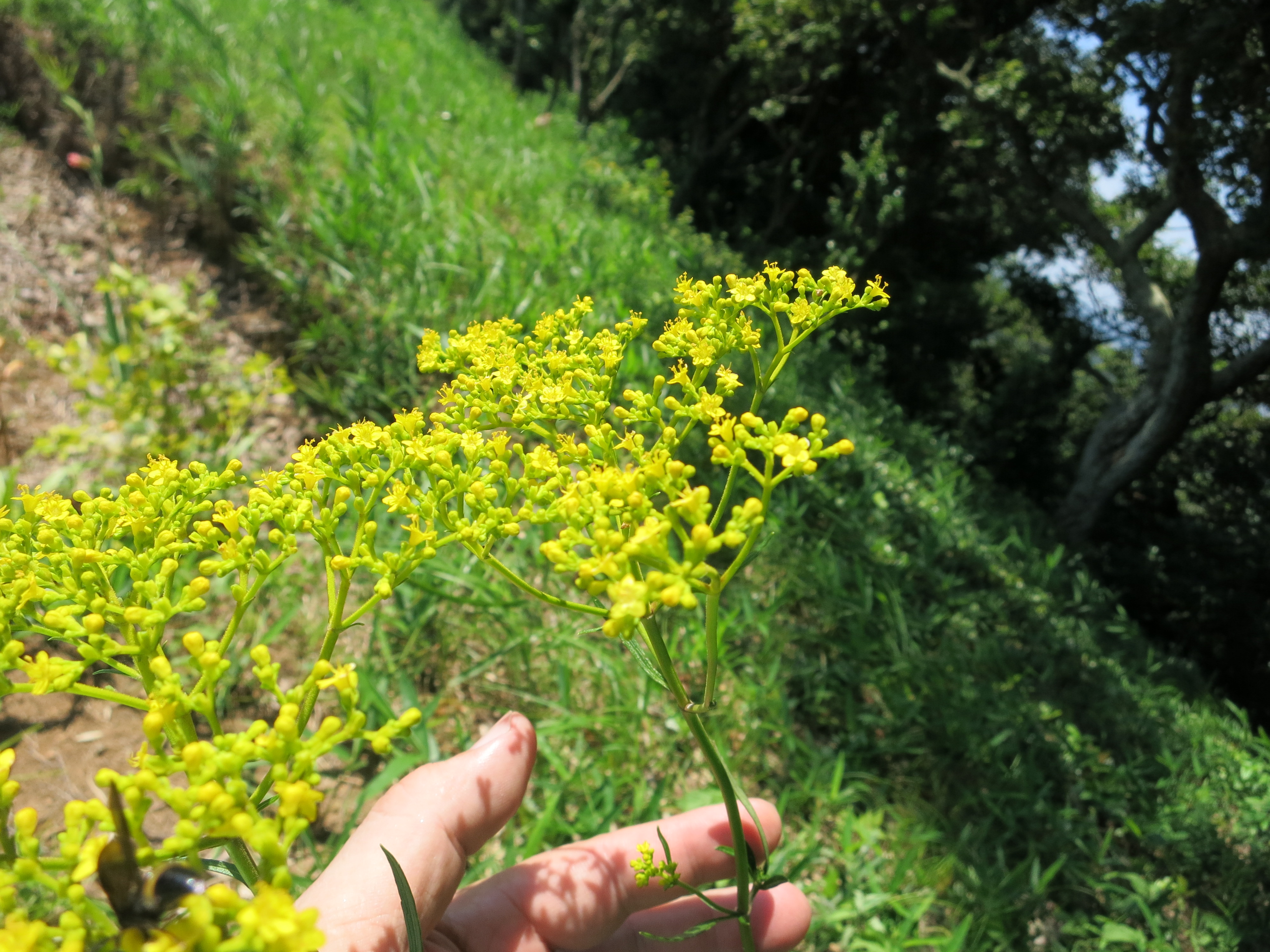 秋の七草 女郎花 オミナエシ お茶芽ブログ