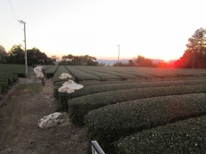 茶草場農法２