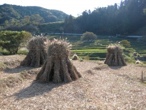 茶草場画像