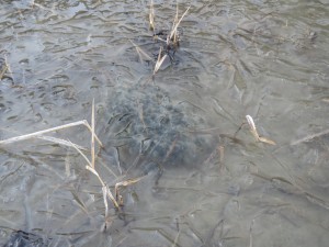 氷の下の卵塊