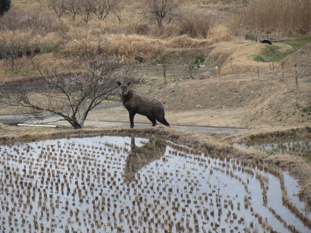 カモシカ1