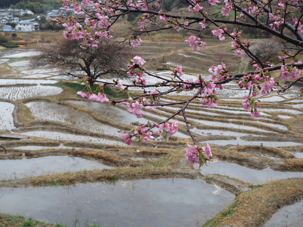 棚田の河津桜