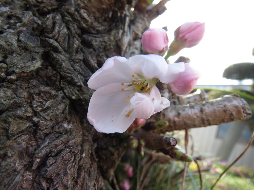 桜咲く