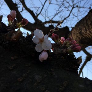 桜咲く