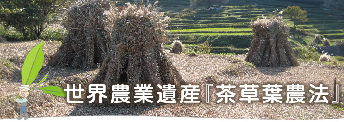 世界農業遺産『茶草場農法』